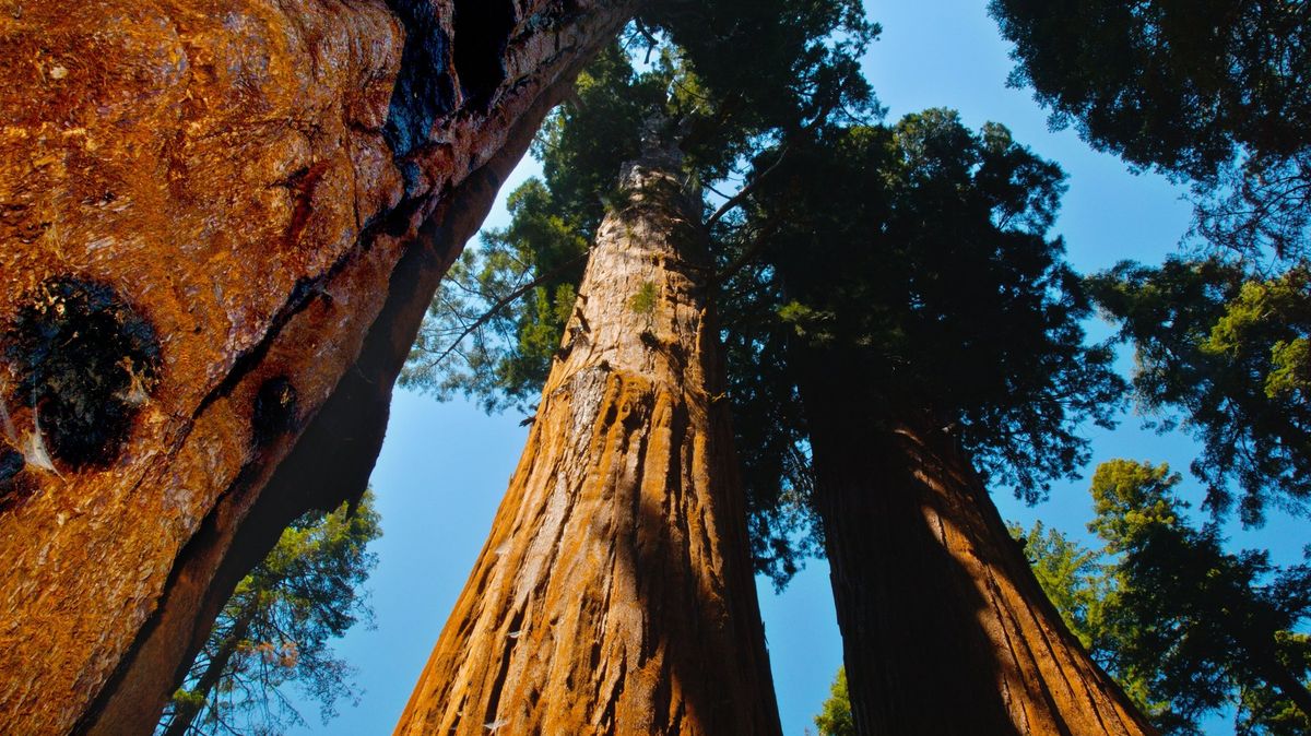 Nejmohutnějším stromům světa se více daří v Británii než v Kalifornii, odkud pocházejí